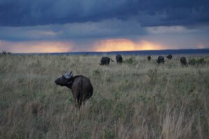 Masai Mara buffalo-sunset-masai-mara
