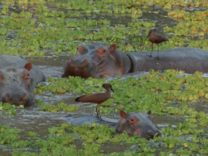 Hippos-Africa