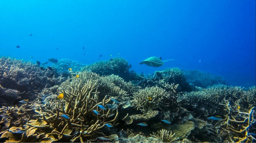 Heron Island | An Underwater Wonderland On The Great Barrier Reef